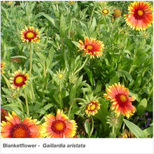 Load image into Gallery viewer, Southwest Native Pollinator Wildflower Mixture
