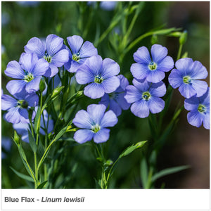 Closeup of Blue Flax (Linum Lewisii) in flower.