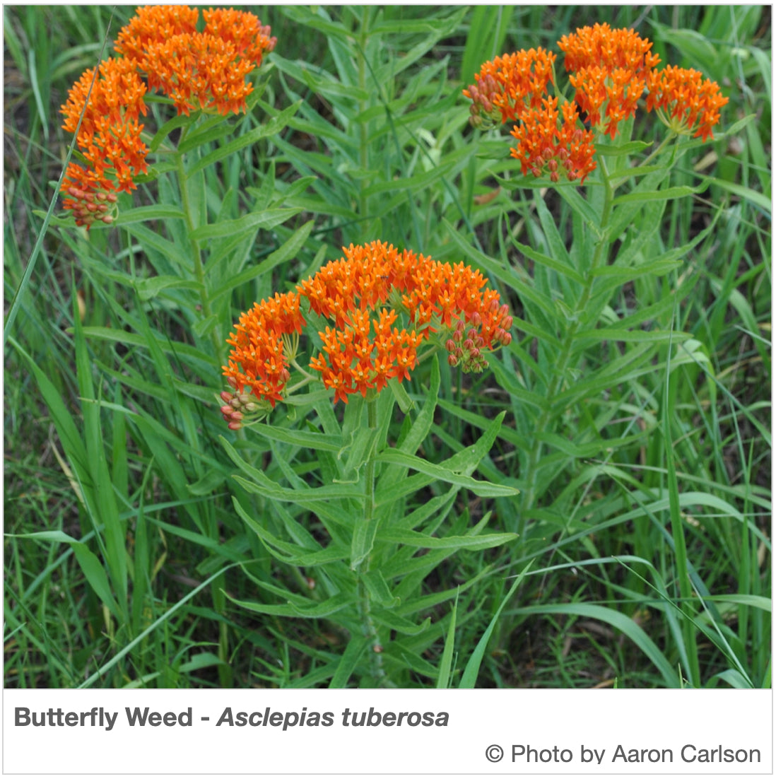 southeast pollinator wildflower seed mix Southeast Native Pollinator Wildflower Mixture