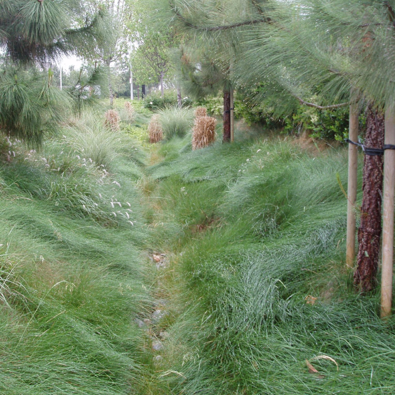 planting wild grass seed California Native Biofilter Grass Seed Mixture