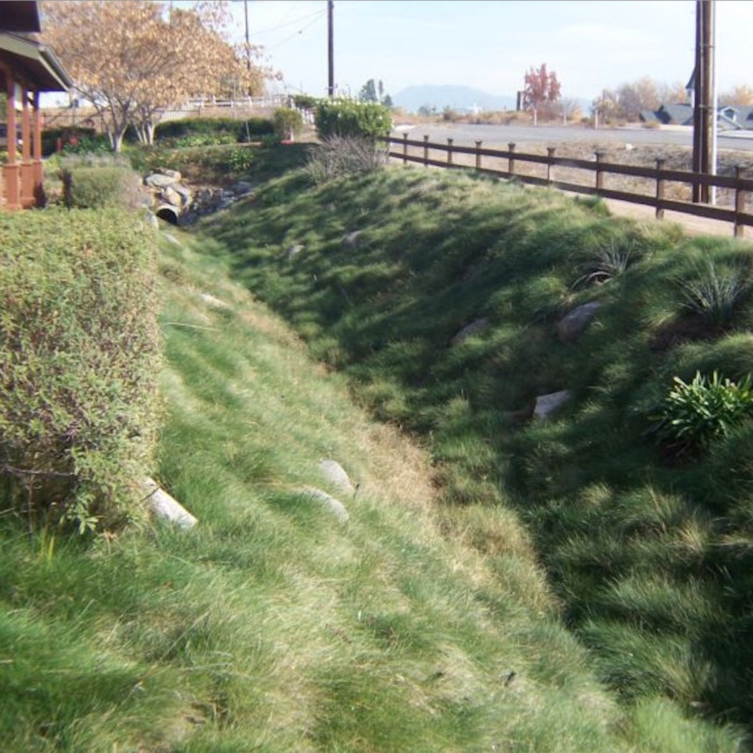 Bioswale landscape of California Native Biofilter Grass Seed Mixture.