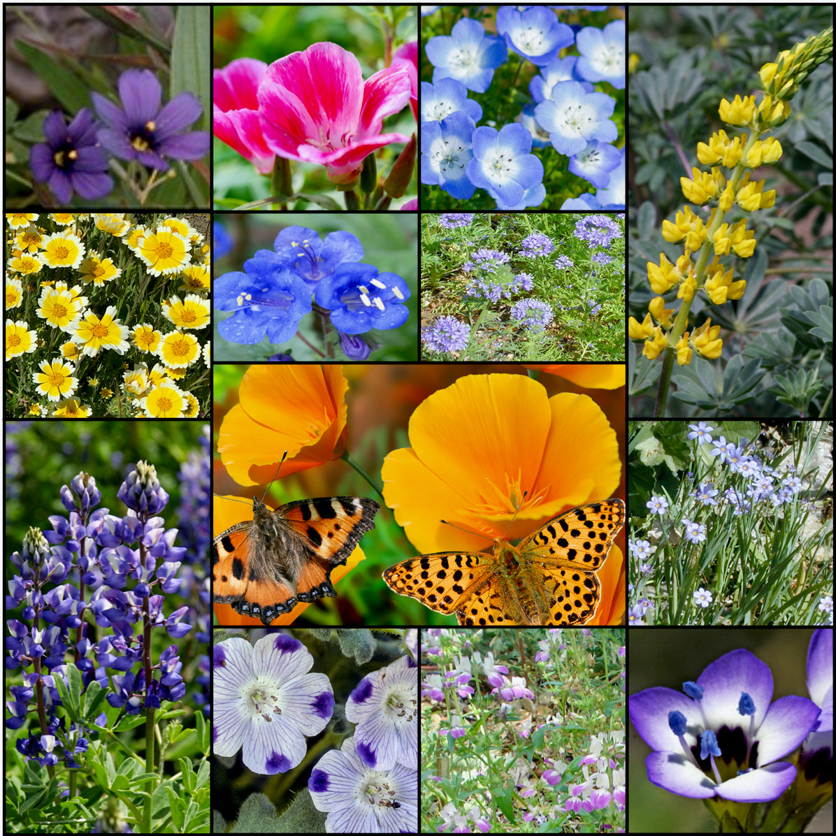 Spring Wild Flowers Pictures spring-wild-flowers-pictures