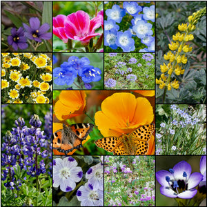 Gorgeous composite photo of most of the flowers found in Stover's colorful California Native Wildflower Mixture.