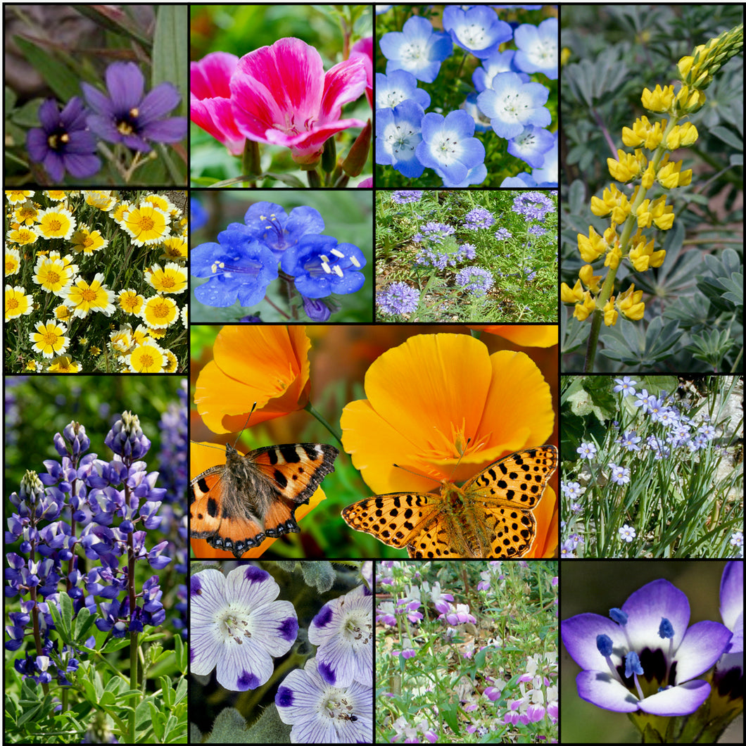 Gorgeous composite photo of most of the flowers found in Stover's colorful California Native Wildflower Mixture.