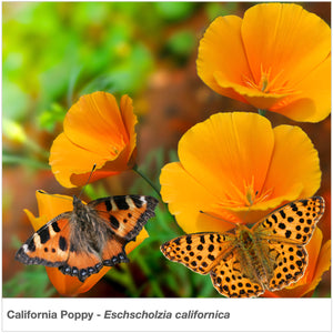 Closeup of California Poppy wildflowers with two butterfly pollinators. (Eschscholzia californica).