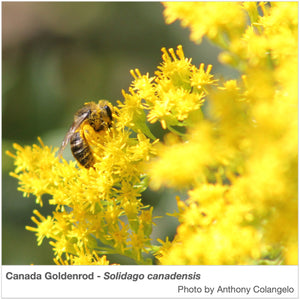 Southwest Native Pollinator Wildflower Mixture