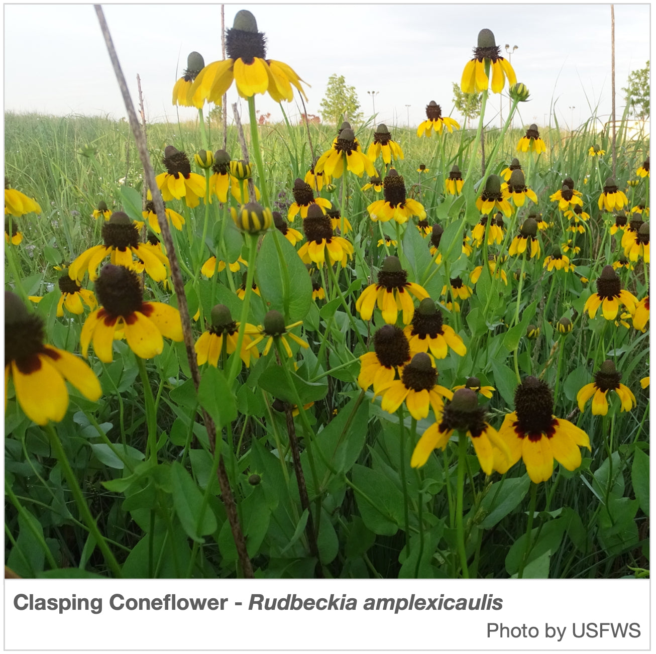 texas seeds and plants Texas Region Native Pollinator Wildflower Mixture