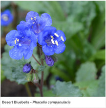 Load image into Gallery viewer, Closeup of wildflower &quot;Desert Bluebells&quot; (Phacelia campanularia).
