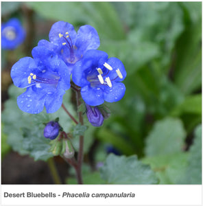 Closeup of wildflower "Desert Bluebells" (Phacelia campanularia).