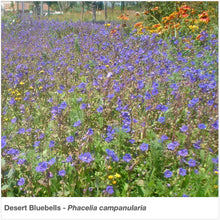 Load image into Gallery viewer, Large planting of Desert Bluebells in full bloom (Phacelia campanularia).
