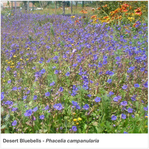 Large planting of Desert Bluebells in full bloom (Phacelia campanularia).