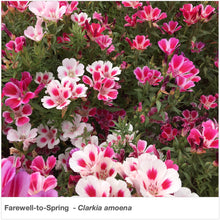 Load image into Gallery viewer, Gorgeous wildflower &quot;Farewell-to-Spring&quot; in full bloom in a garden (Clarkia amoena).
