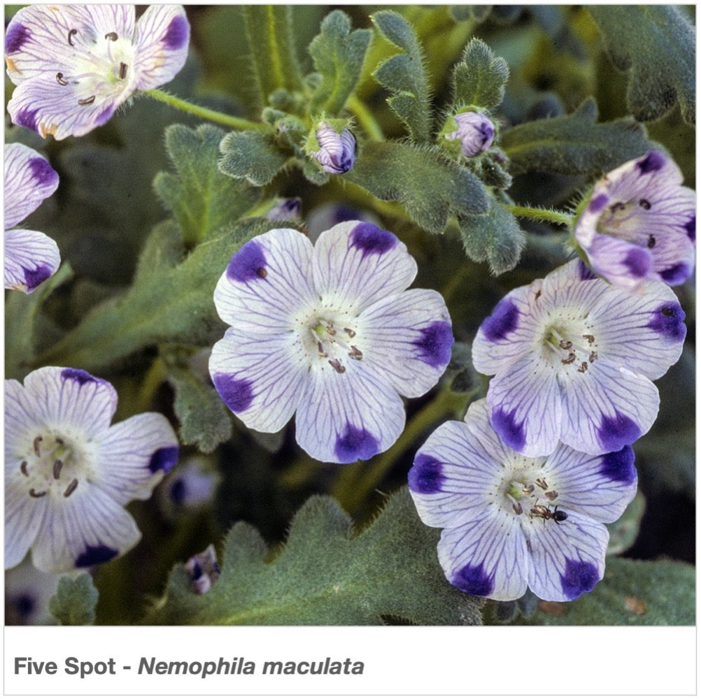 ca native wildflower seeds California Native Wildflower Mix
