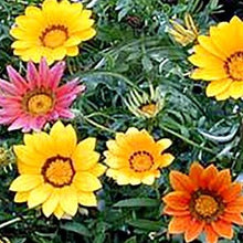 Load image into Gallery viewer, Gazania (Gazania splendens) closeup of several flowers in this wildflower mixture.

