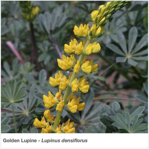 Golden Lupine flower in full bloom. Latin name is Lupinus densiflorus.