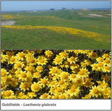Load image into Gallery viewer, Photo collage of closeup flowers plus a mass planting on a distant slope of wildflower &quot;Goldfields&quot; (Lasthenia glabrata).
