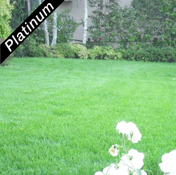 Beautiful lawn grown from Grand Slam turf-type, perennial ryegrass blend, Platinum Quality grass seed.