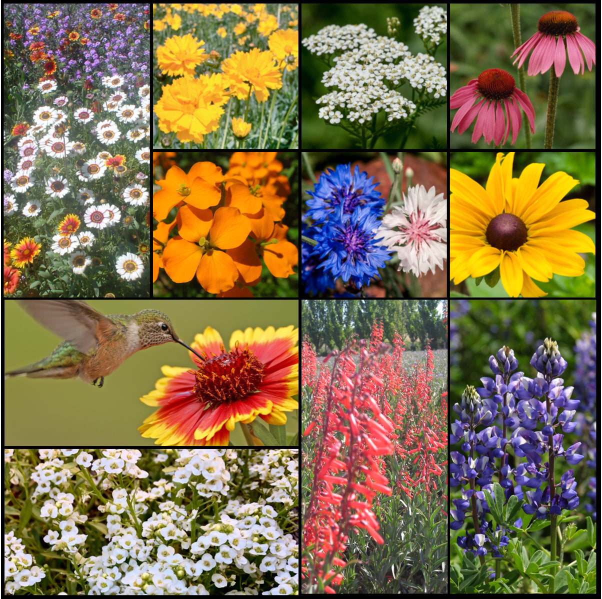 bird and butterfly wildflower seed mix Hummingbird & Butterfly Wildflower Mixture
