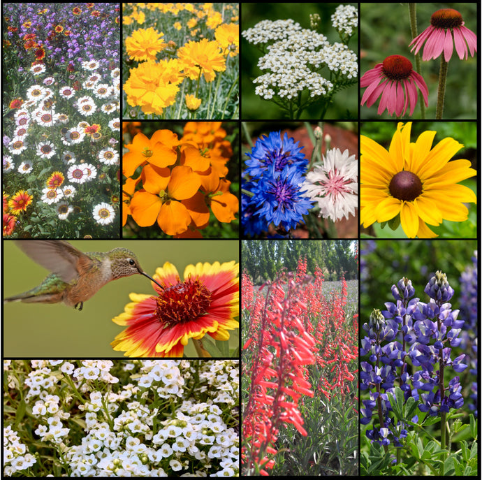Photo collage of beautiful wildflowers in Stover Seeds' Hummingbird and Butterfly Wildflower Mixture.