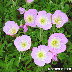 Pretty pink, showy Evening Primrose flowers on one plant.