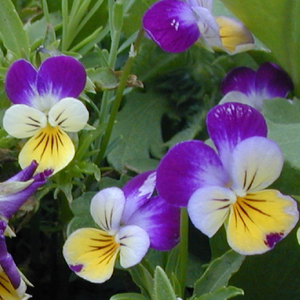 Closeup of Johnny Jump-Up flowers.
