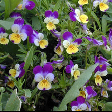 Load image into Gallery viewer, Johnny Jump-Up flowers growing in the garden. Violoa cornuta is the scientific name. Bright tricolor flowers of purple, yellow, and white.
