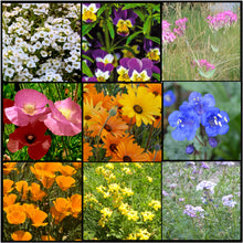 Load image into Gallery viewer, Vibrant colors in our low growing Lo Gro Wildflower Mixture  that doesn&#39;t get too tall!
