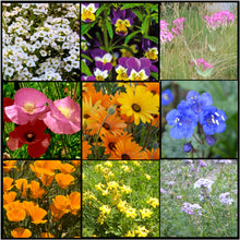 wildflower seeds low growing Lo Gro Wildflower Mix