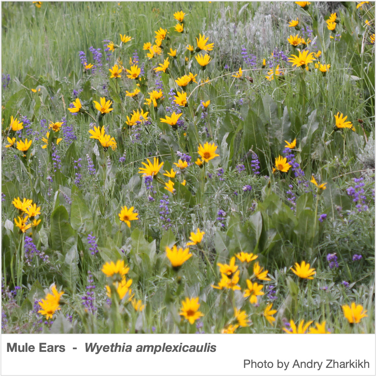 utah native wildflower seed mix Intermountain West Native Pollinator Wildflower Mix