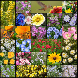 Northwest Wildflower Mixture composite photo of the 24 varieties.