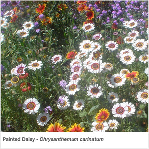 This beautiful annual mixture of Painted Daisies (Chrysanthemum carinatum) grows 18 to 36 inches tall.