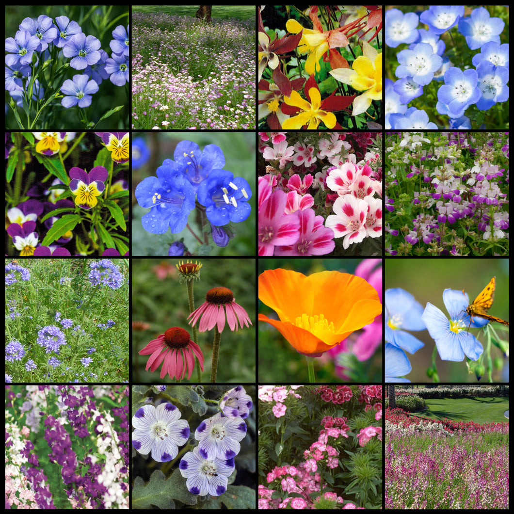 Composite photo of the many colorful flowers in Part Shade Wildflower Seed Mixture.