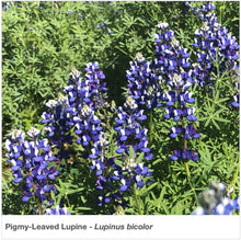 Load image into Gallery viewer, Pigmy-leaved Lupine in the garden (Lupinus bicolor).
