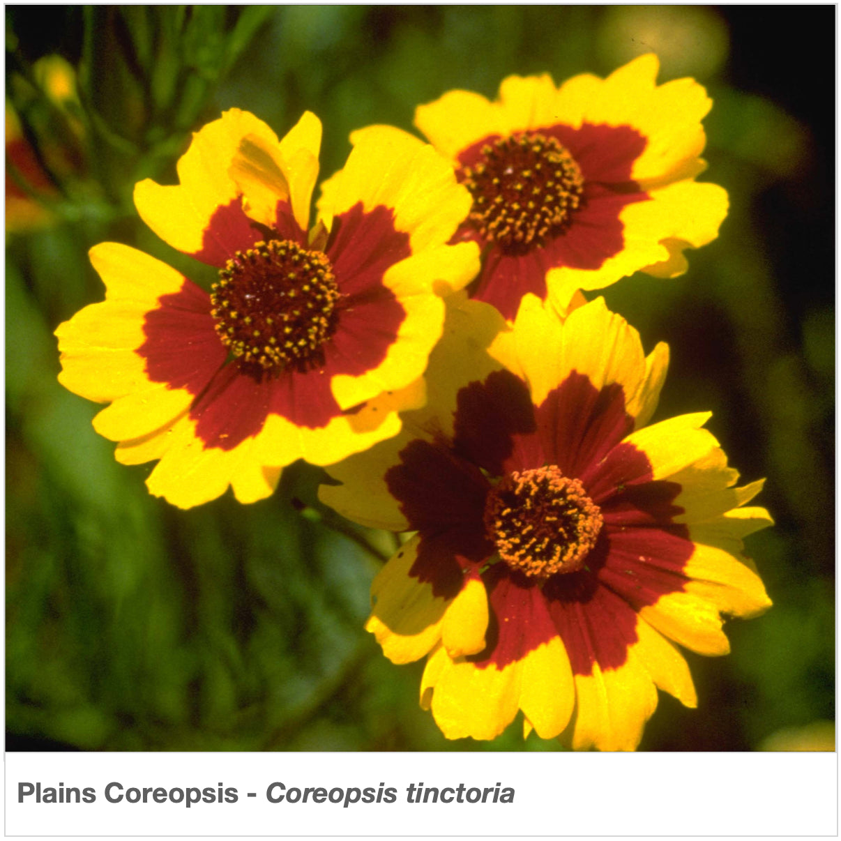 southeast pollinator wildflower seed mix Southeast Native Pollinator Wildflower Mixture
