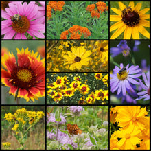 Load image into Gallery viewer, For AL, AR, GA, LA, MS, NC, SC, TN, in collaboration with Pollinator Partnership our SOUTHEAST NATIVE PLANTS WILDFLOWERS seed mix grows an ideal POLLINATOR&#39;S habitat with flowers blooming from spring thru fall. NO INVASIVE SPECIES. Grow the right species to benefit your environment!
