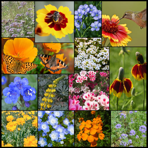 Composite photo of Pollinator Wildflower Mixture showing the various flowers and some pollinators they attract.