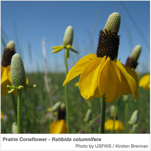 High Plains Native Pollinator Wildflower Mixture