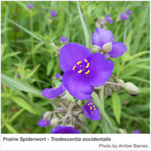 Load image into Gallery viewer, Prairie Spiderwort - Tradescantia Occidentals with photo by Amber Barnes.
