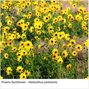 Southwest Native Pollinator Wildflower Mixture