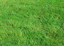 Load image into Gallery viewer, Pure Dynasty Seashore Paspalum close up.
