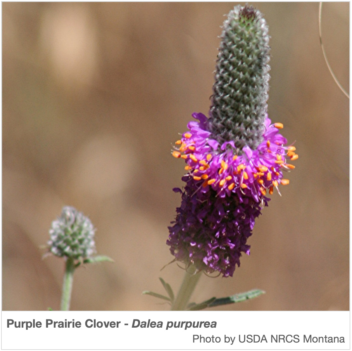 ohio native wildflower seed mix Midwest Native Pollinator Wildflower Mixture