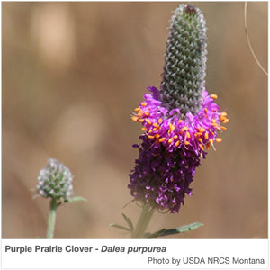 Midwest Native Pollinator Wildflower Mixture