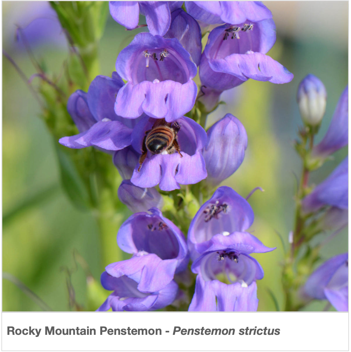 rocky mountain wildflower seeds Rocky Mountain Wiildflower Mix