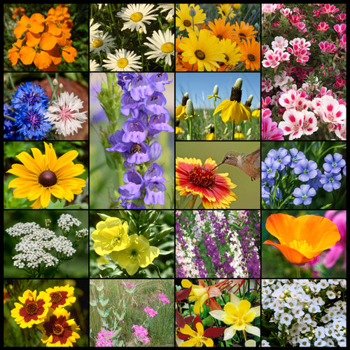 Composite photo of all 18 glorious flowers in our Rocky Mountain Wildflower Seed Mixture.