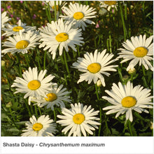 Load image into Gallery viewer, Rocky Mountain Wildflower Mixture
