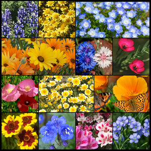 Composite photos of Southwest Wildflower Mixture showing flowers in glorious, full bloom!