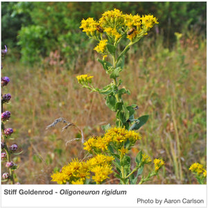 ga wildflower seeds Southeast Native Pollinator Wildflower Mixture