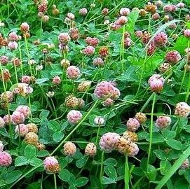 palestine strawberry clover seed O'Connors Strawberry Clover