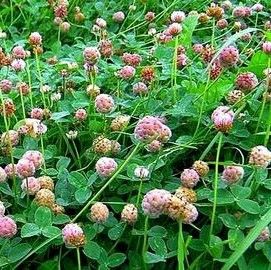 O'Connors Strawberry Clover