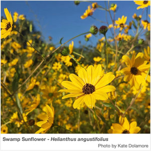 Field photo of the beautiful, daisy-like (bright yellow flowers with dark center) Swamp Sunflower (Helianthus angustifolius) taken in mid October in Florida. Photo by Kate Dolamore.